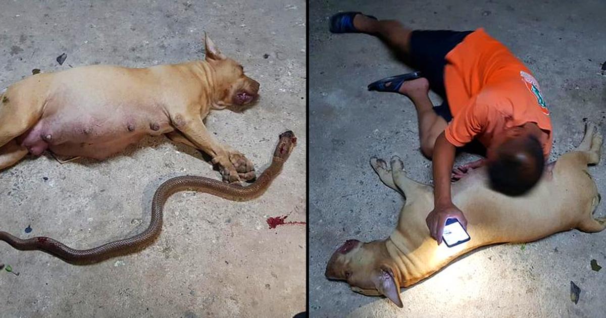Pregnant pit-bull sacrifices her ‘children’ to protect her owner’s daughter