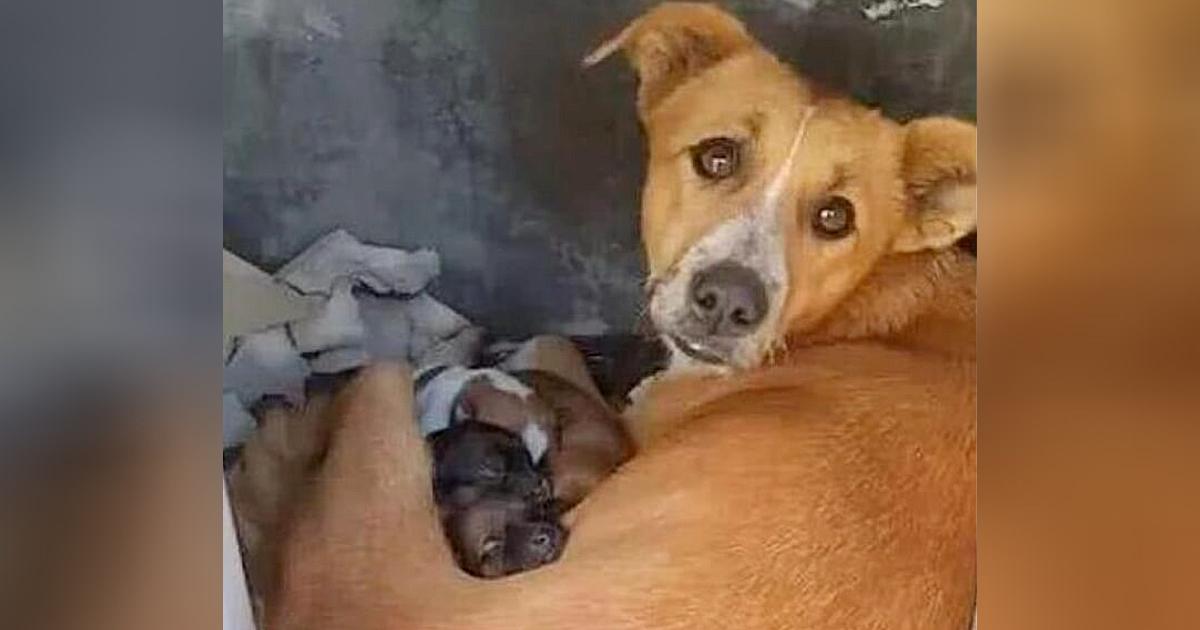 Protectiνe mother dog had tears in her eyes when she turned to see a kind stranger behind her