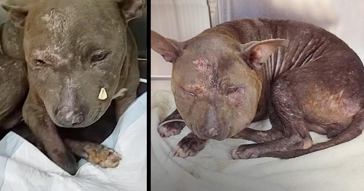 Pup Was So Abused, She Didn’t Even Look Like A Dog And She Doesn’t Know Why No One Wants Her