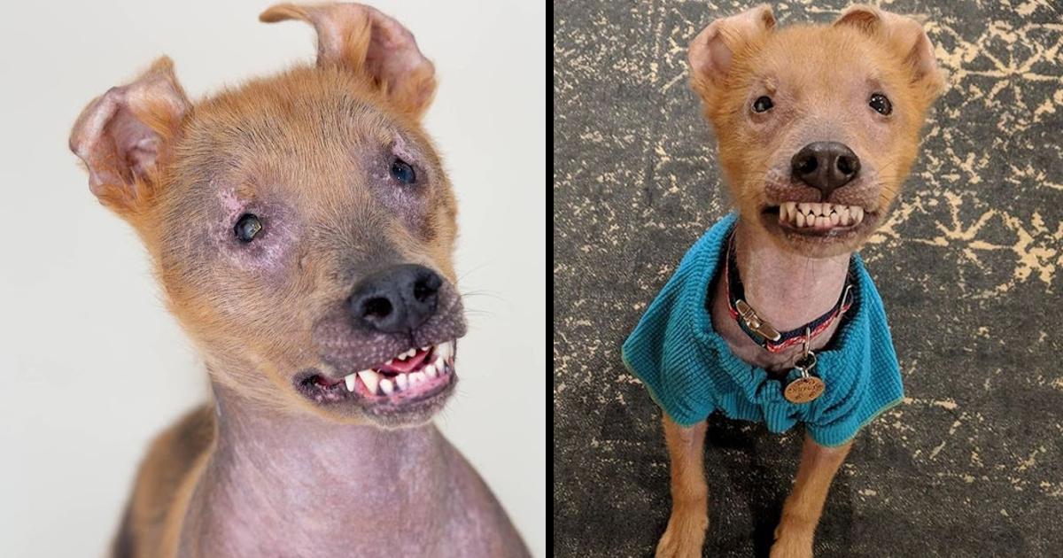 Puppy Born With Permanent Smile Stole Rescuer’s Heart And Found Himself An Amazing Family