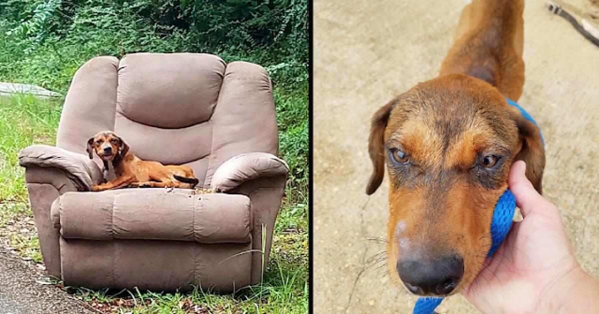 Puppy Dumped With Chair And TV Thought His Owner Would Come Back For Him and won’t leave chair