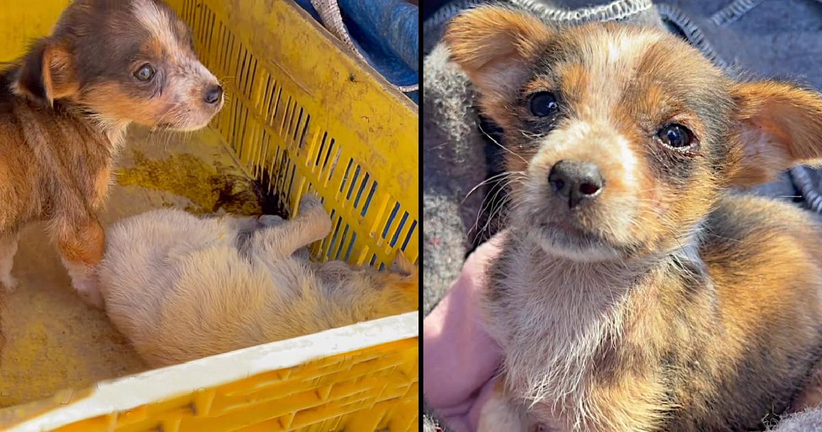 Puppy Found Protecting Her Dying Sister’s Body In Desperate Need For Help