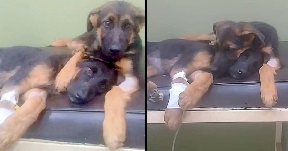 Puppy Hugs And Comforts His Dying Sister During Her Battle With Parvo
