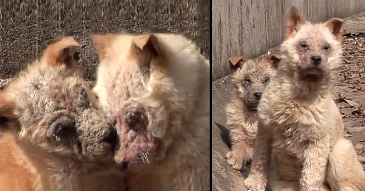 Puppy Seeking Help For His Sick Sister, Begs Rescuer To Follow And Rests His Paw On Her