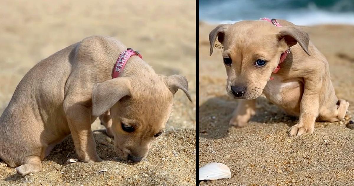 Puppy was dumped in the Streets and Left to End, Because Born with Flipper Feet so Couldn’t Be Sold