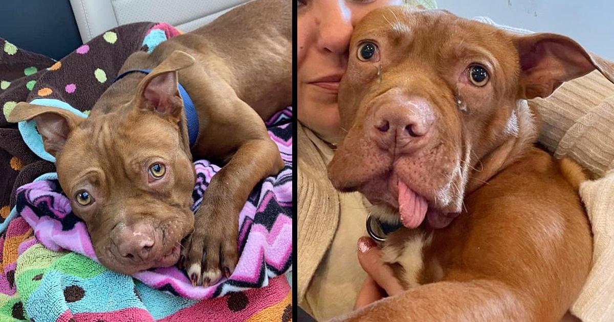 Puppy who had teeth pulled out by former owner is now ‘living his best life’ in foster home