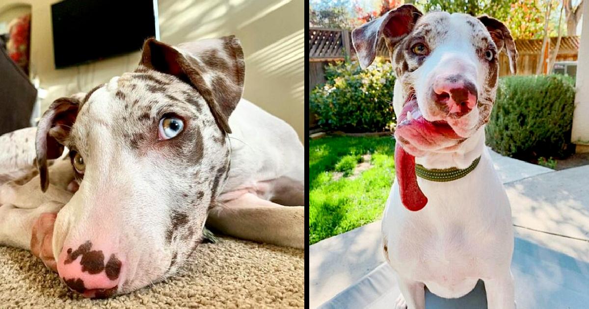 Puppy With A Deformed Face Is Rescued By A Family That Loves Him Just The Way He Is