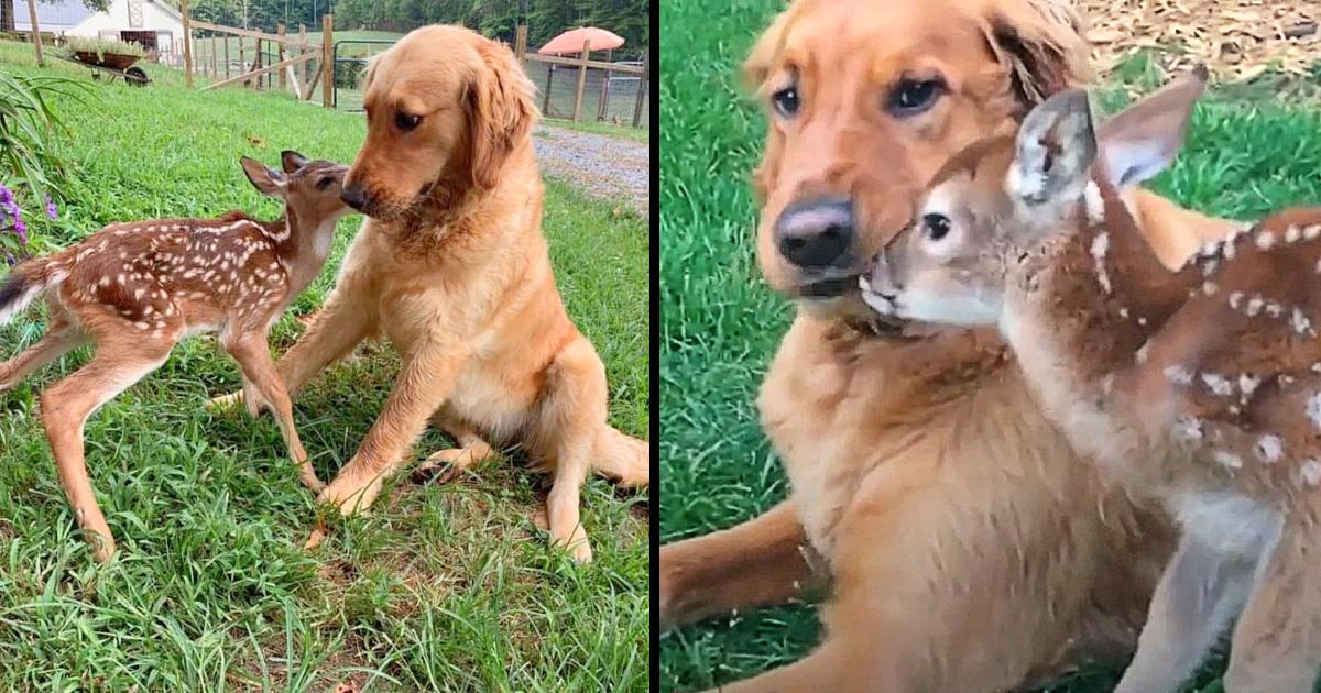 Puzzled Golden Retriever Puppy Befriends Fawn, And Their Photo Goes Viral