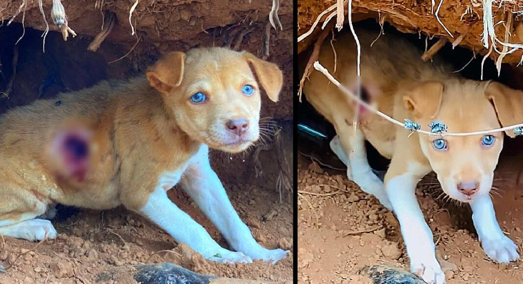 Rescue Abandoned Little Puppy With Big Injury Lived In Cave With Maggots, No Food and Water