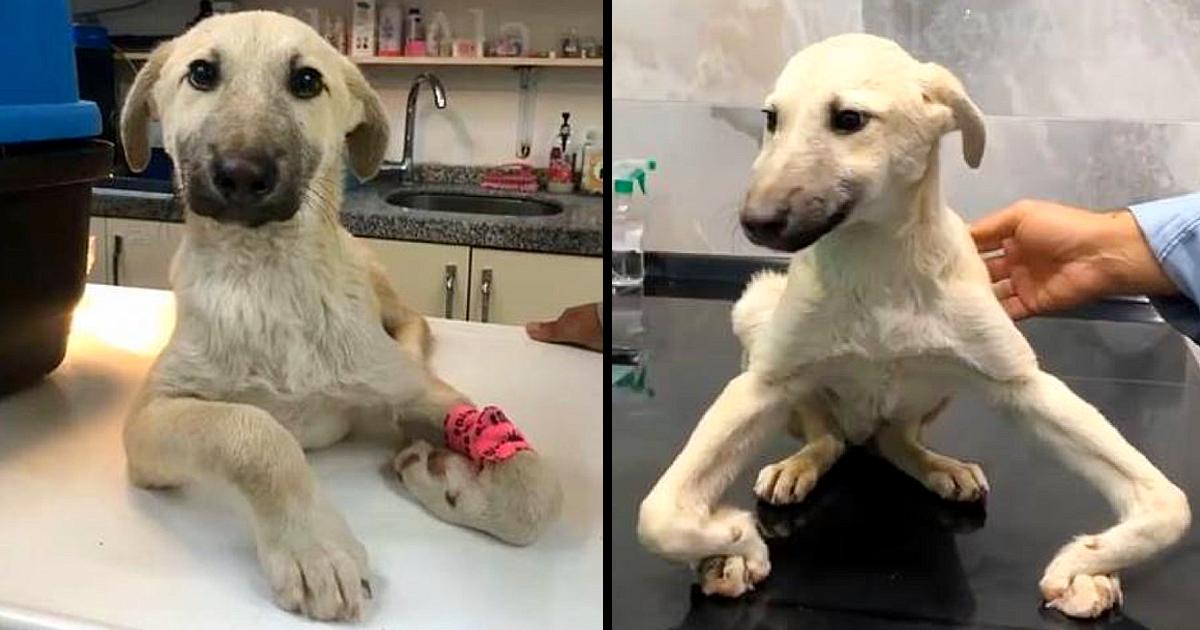 Rescue poor dog wandering the road with weird legs ,hopeless waiting for help
