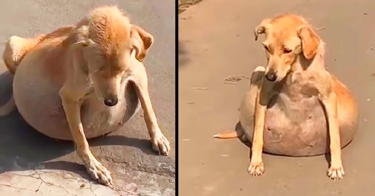 Rescue puppy with ton of fluid in his abdomen, People thought she was pregnant