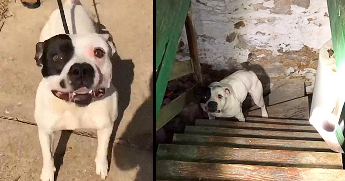 Rescuers Called After person Buys a House and Finds pit Bull Chained Uρ in the Basement