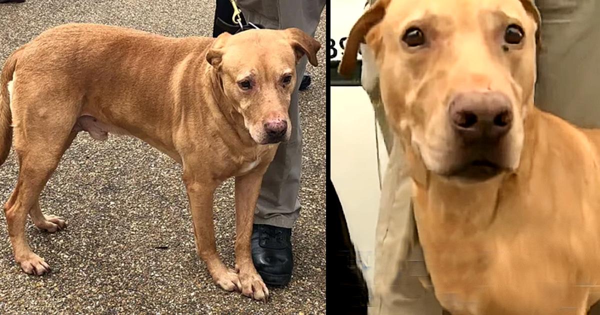 Retired Police Dog Is Dumped At Shelter, And His Former Partner Gets Demoted In Response