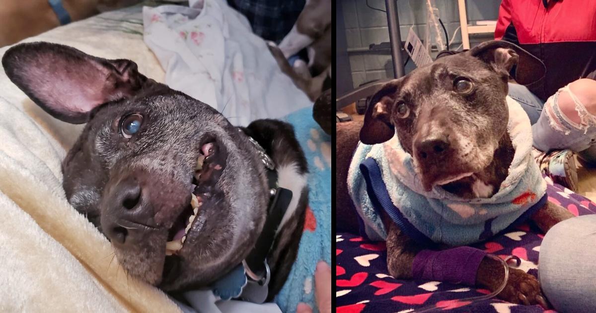 R.I.P. Frodo, The Last Surviving Dog Rescued From Michael Vick’s Dogfighting Ring