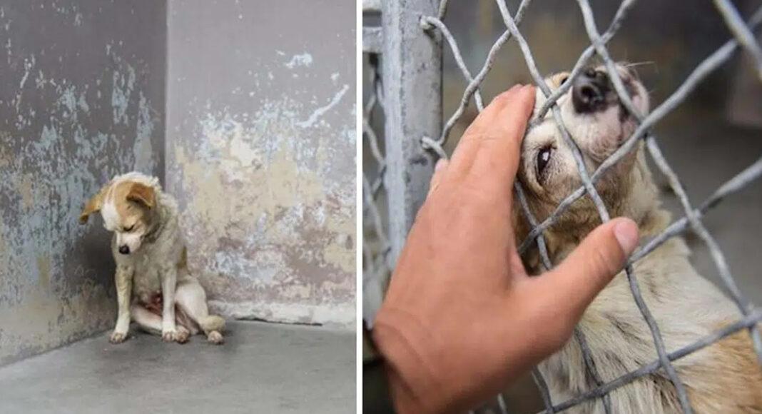 Sad Dog In Shelter Can Barely Lift Her Head To Ask For A Hug