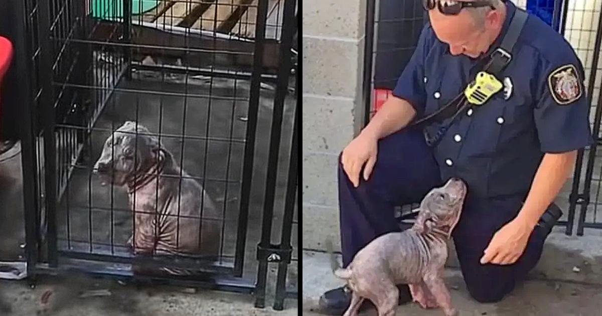Triste cachorrita del refugio se emociona cuando el bombero que la salvó aparece para adoptarla