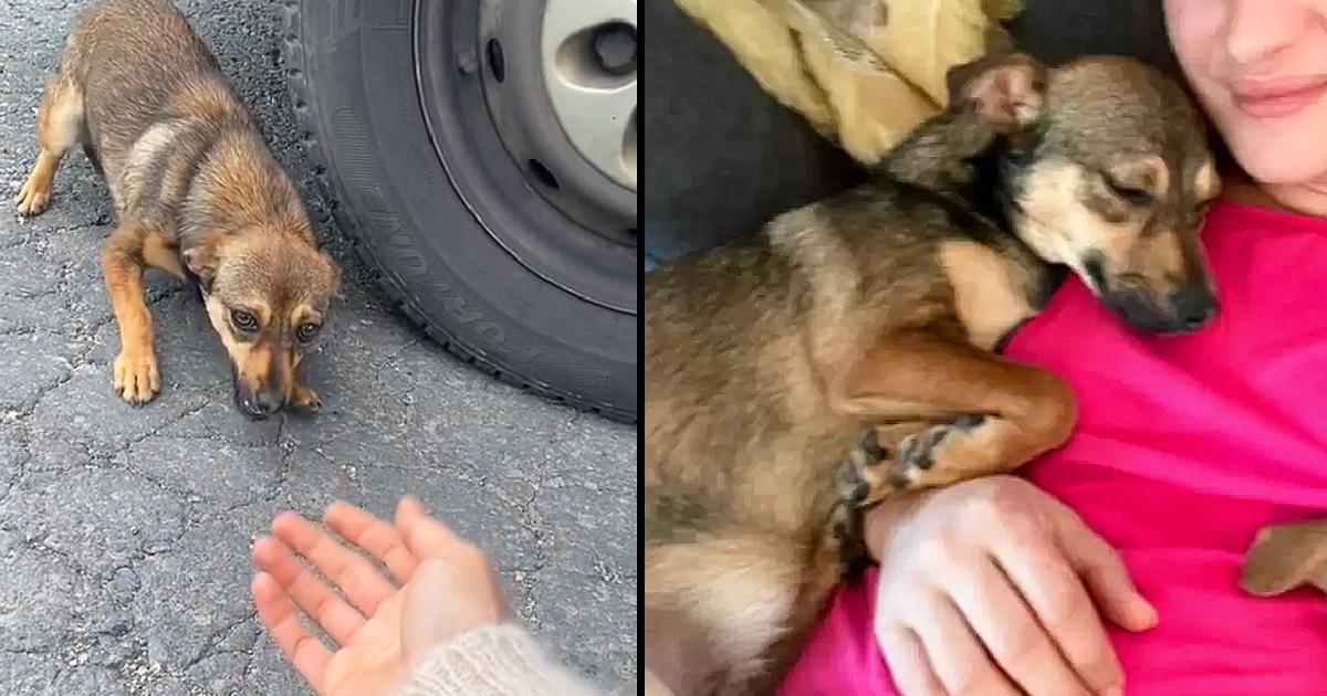 Scared Dog Abandoned On Roadside Melts In Woman’s Arms After Being Rescued