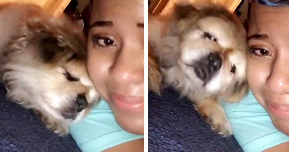 Senior Dog Nearing The End Wipes Away Her Best Friend’s Tears