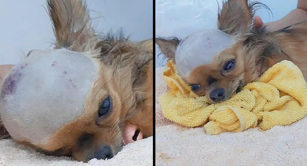 Shattered Dog Struck In Head Wants To Live Despite His Body Shutting Down