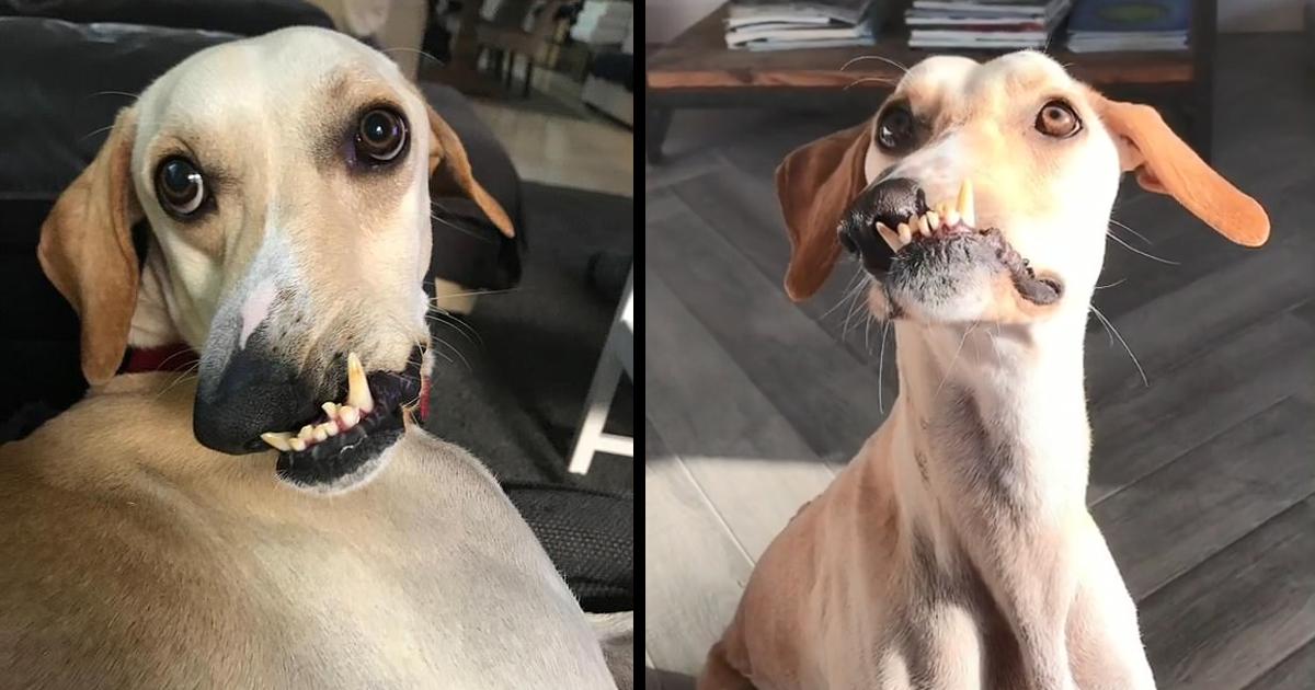 She became fed up with her dog being called “ugly” and displayed her inner beauty, becoming viral.