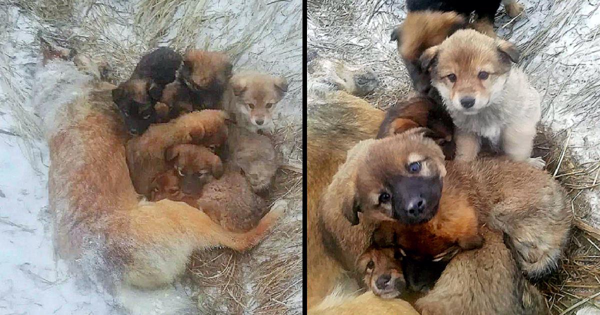 She Died In Freezing Cold And Starvation, A Mother Dog Sacrifices Her Life To Save Her 7 Pups