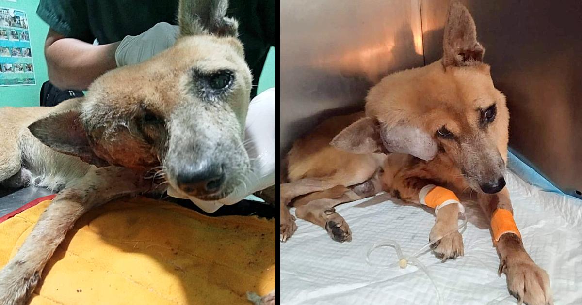 She was dumped with the biggest tumor on her face, suffered long time without any help!