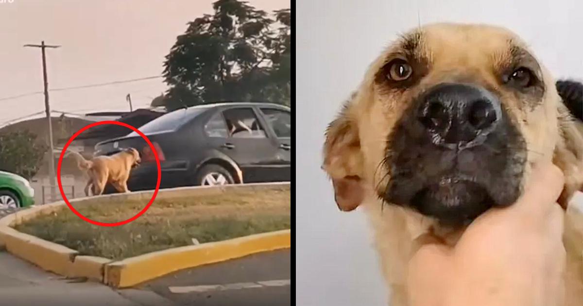 Sick dog runs with all her might to reach her family, she did not know they had abandoned her