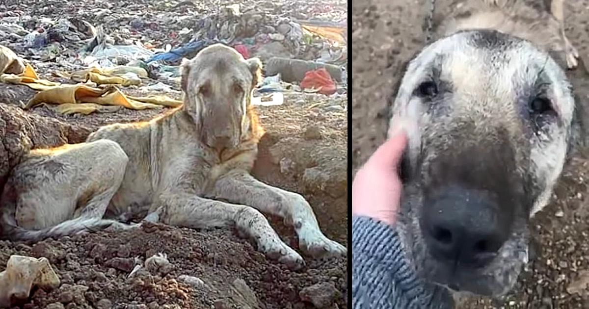 Sick Dog Tossed In Landfill For Being “Useless”, Buried In Trash & Waits To Die