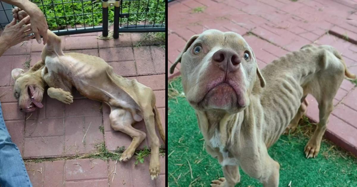 Skinny Dog Left in Cage Now Has a Completely Different Appearance