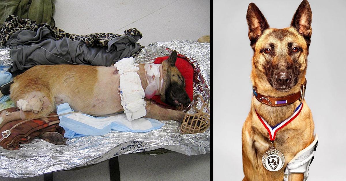 Soldier Adopts Badly Injured Military Dog That Saved His Life
