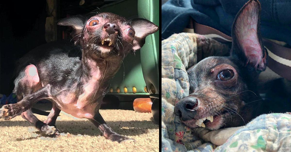 Special-Needs Dog Was Told She’s A Monster & Too Ugly For A Home