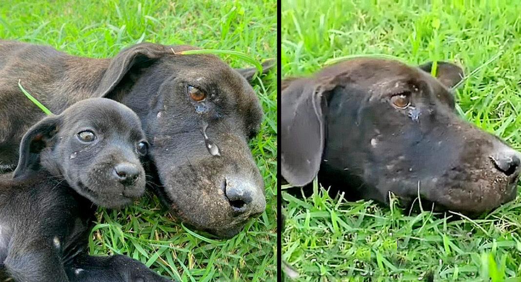 Starving and Exhausted Mother Dog just crying and Desperate to Feed Her Puppy