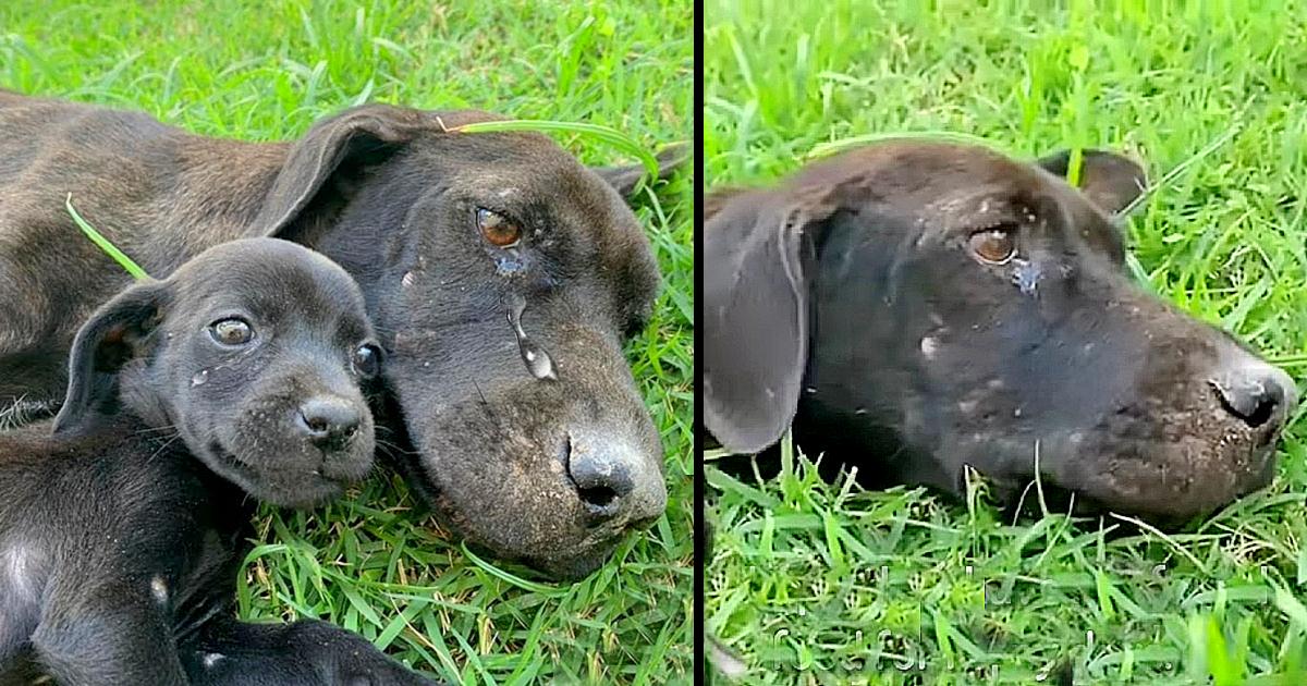 Madre perra hambrienta y agotada llorando y desesperada por alimentar a su cachorro