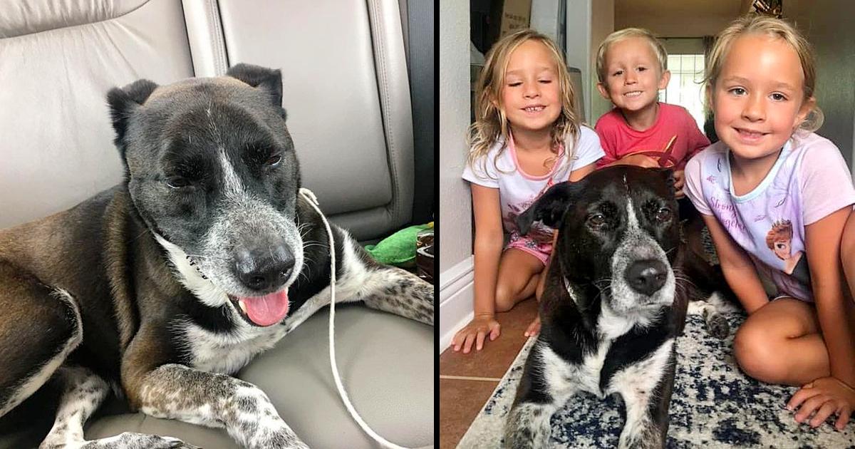 Strangers reunite sweet dog with her military family after 3 years apart