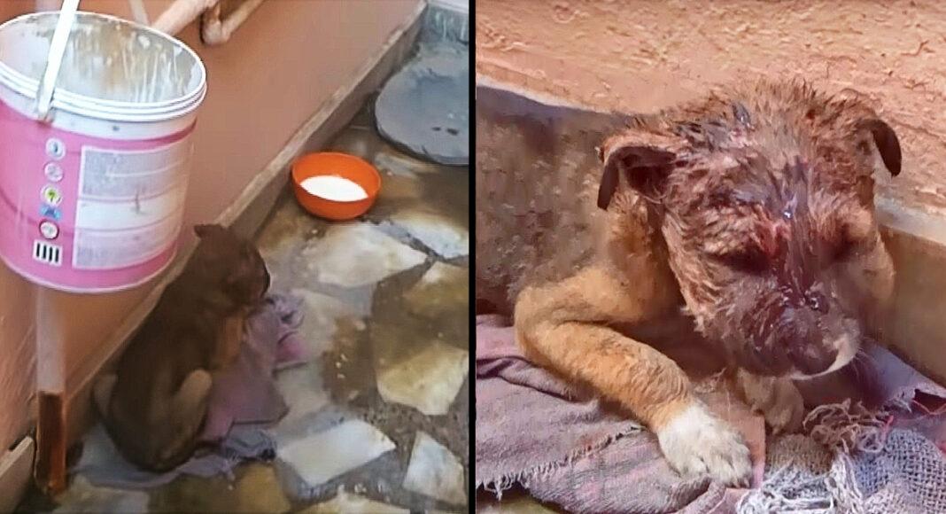 Stray Baby Slept In Alleyway On Dirty Mat When Mama Rejected His Infection