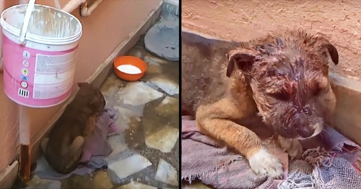 Stray Baby Slept In Alleyway On Dirty Mat When Mama Rejected His Infection
