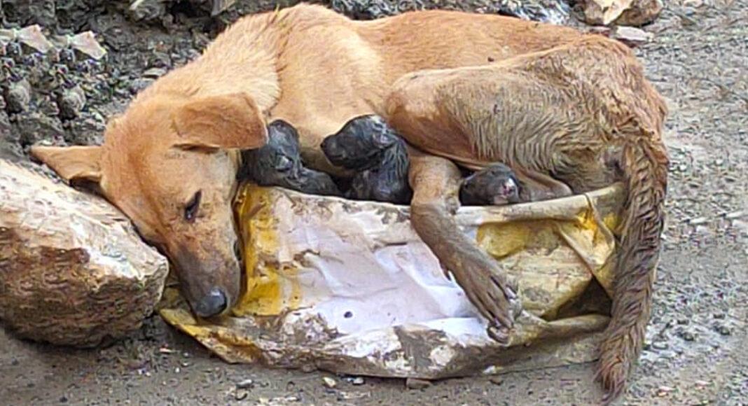 Stray dog ​​collapses amid rubble clinging to her puppies while giving birth with great effort