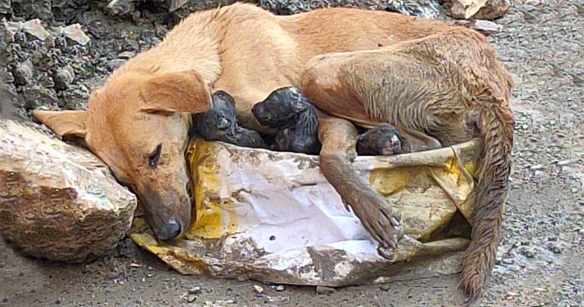 Stray dog ​​collapses amid rubble clinging to her puppies while giving birth with great effort