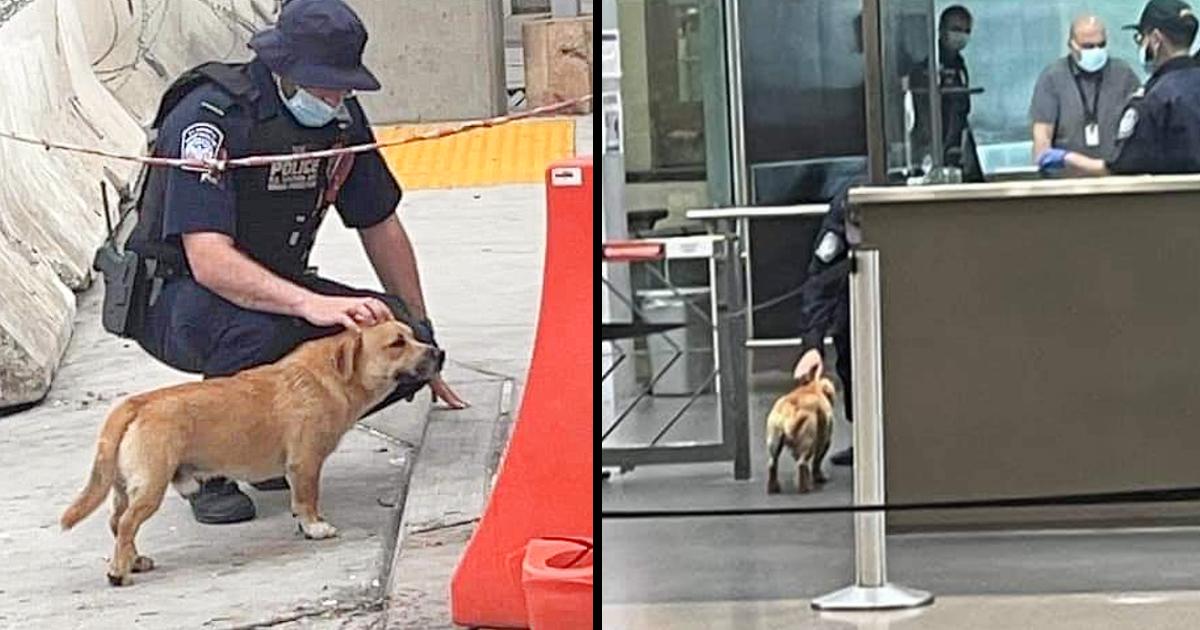 Stray dog evades security and crosses the US border, was well received