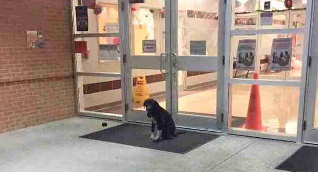 Stray Dog “Mysteriously” Appeared At School Every Morning, So The Teacher Got Involved