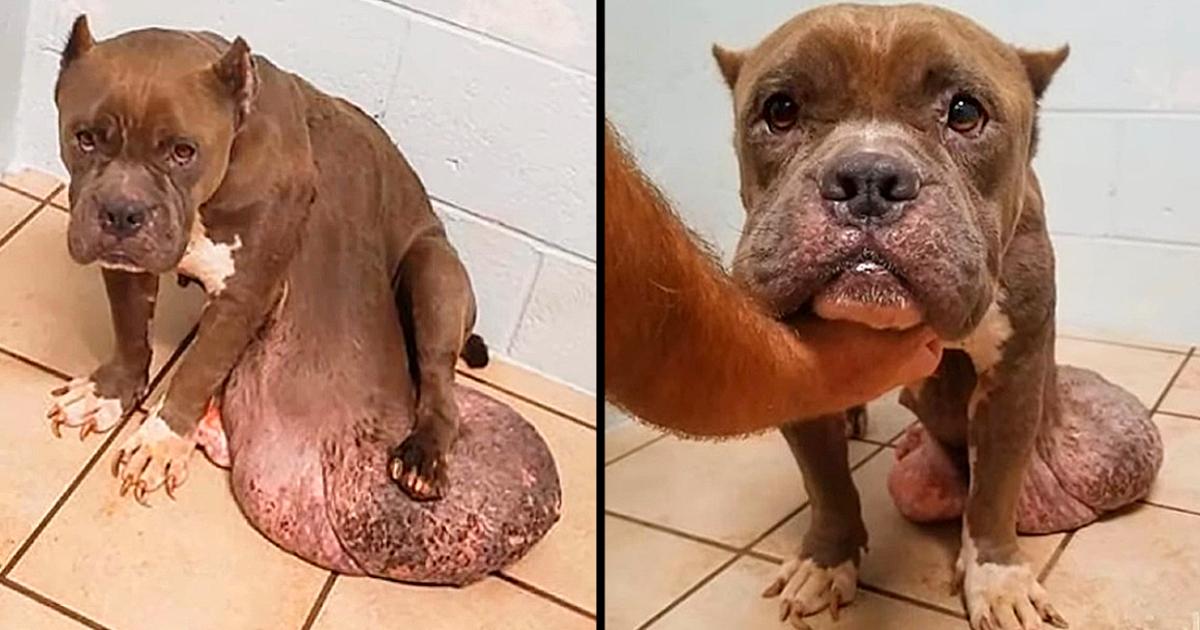 Stray Dog With The Biggest Tumor Ever, Tormented By Pain, Upset And Losing Faith In Life, But No Help