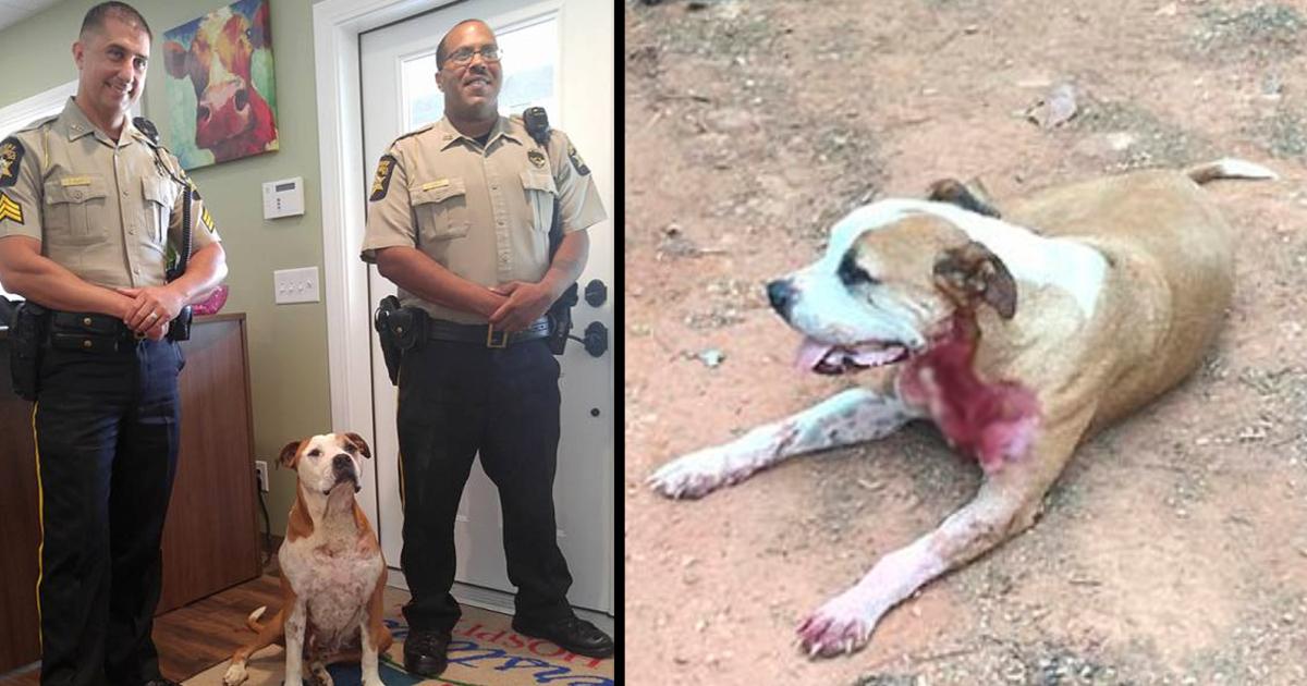 Stray Pit Bull Sees Man Attacking Woman With Knife And Leaps In To Save Her