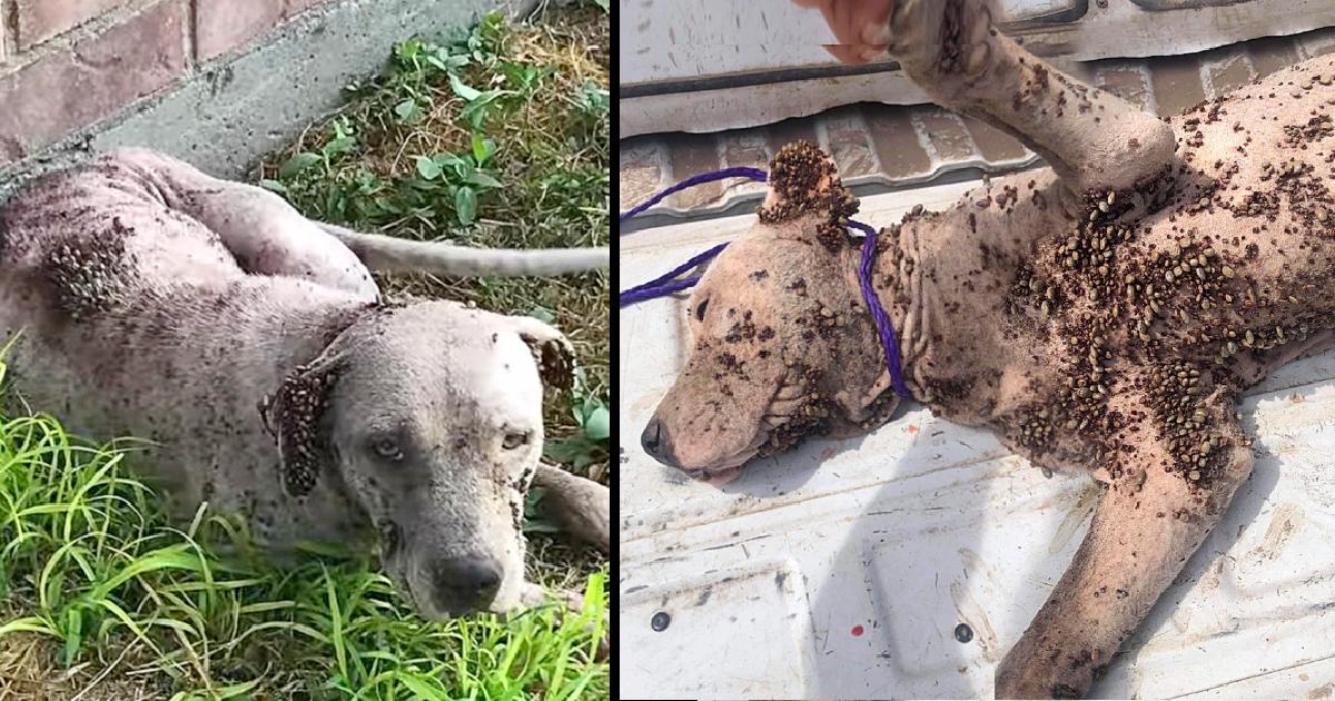 Stray Pup Heavily Infected With Thousands Of Ticks Can’t Even Stand From Pain And Weakness
