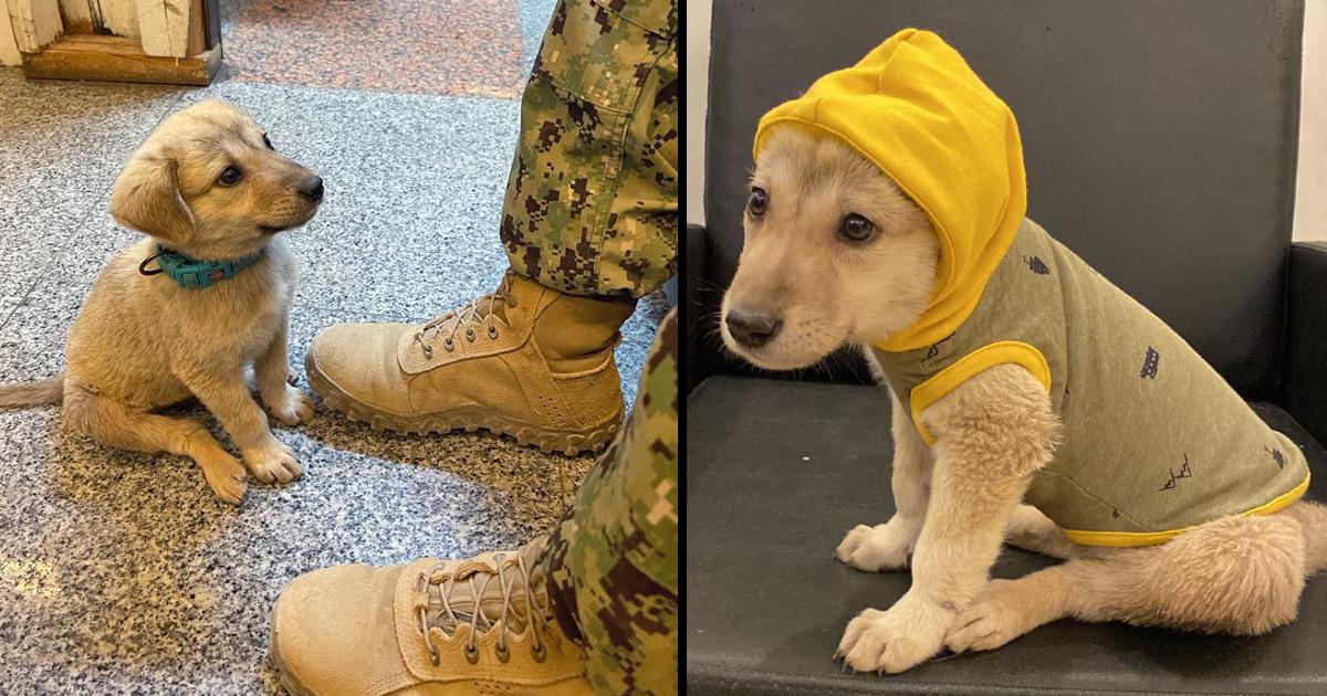 Stray Puppy Wanders Onto Naval Base And Finds The Hero He Needed To Survive