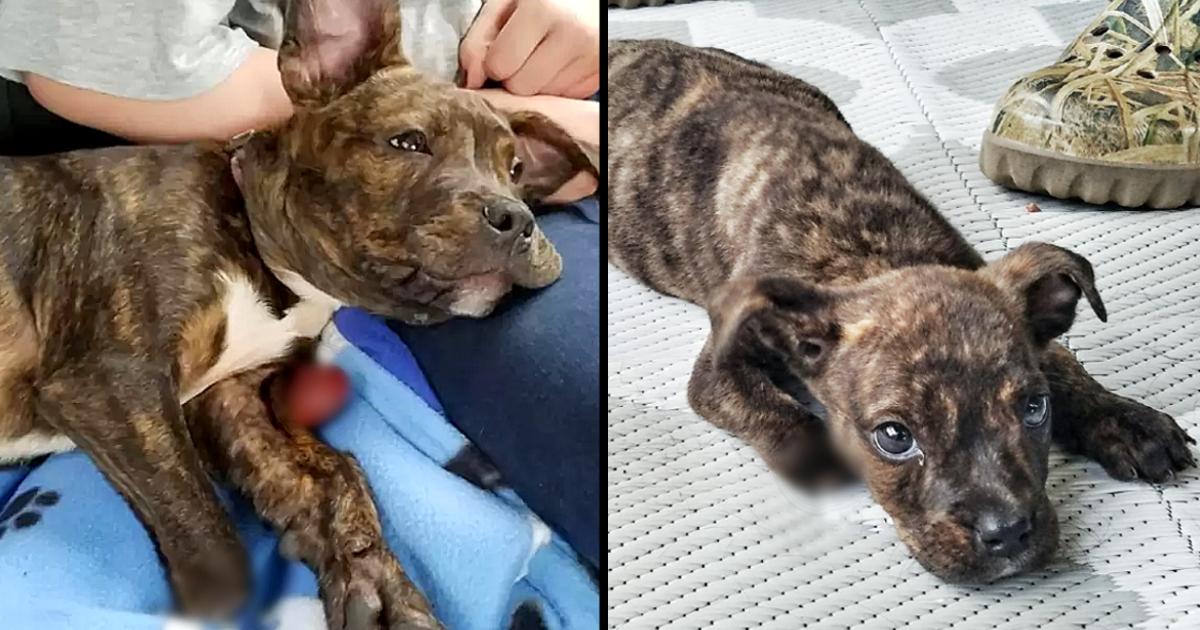 Stray Puppy Without A Paw Set To Be Euthanized For Being A Pit Bull