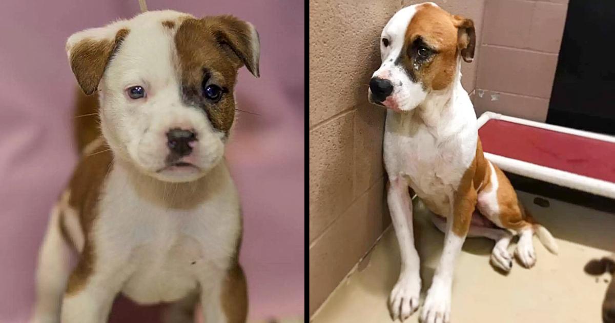Sweetest Dog Returned To Kill Shelter Where She Was Adopted As A Puppy & She Is Sad