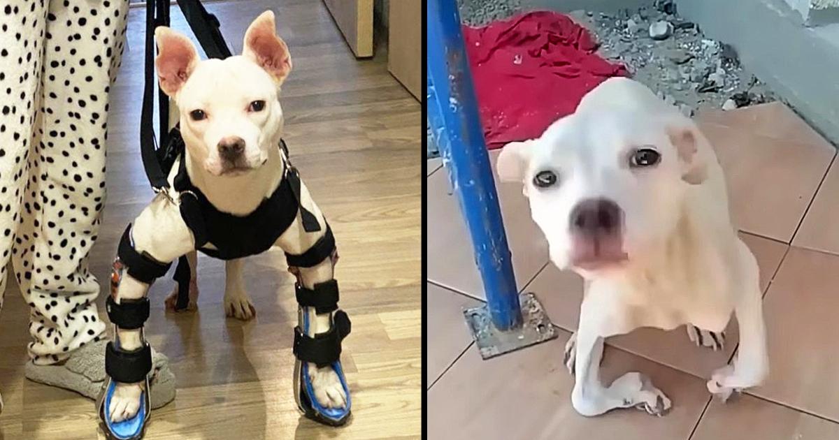 Tearful journey of a stray puppy shunned by crooked legs and touching ending