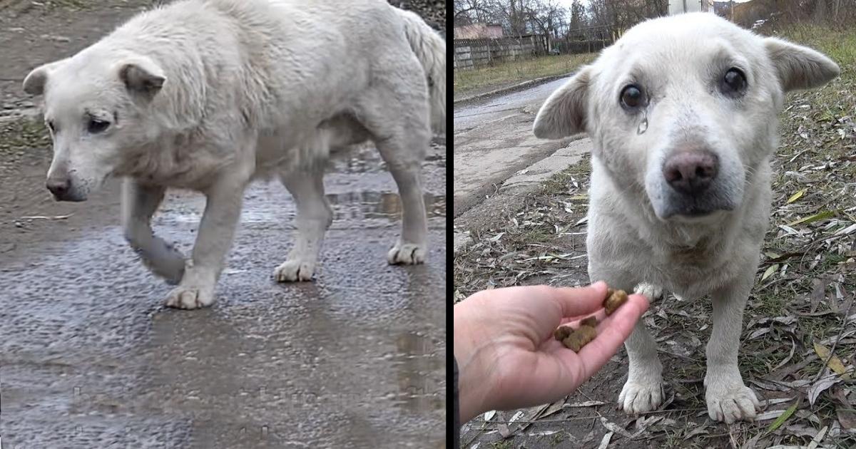 Terrified Dog With Broken Heart Rescued After Owner Says He Doesn’t Want Him Anymore