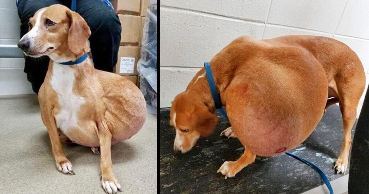 La mejor vida es ahora para un perro pequeño con un tumor enorme que fue entregado para la eutanasia