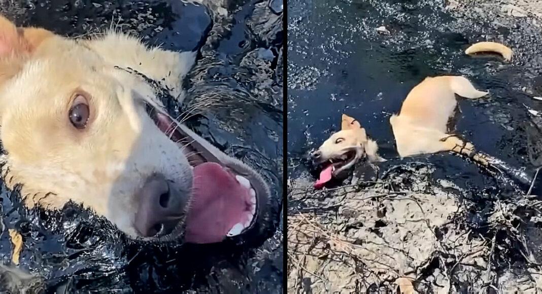 The dog found trapped in toxic molten rubber could not move or ask for help